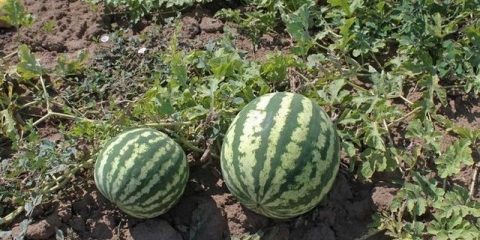 Kako uzgajati lubenicu